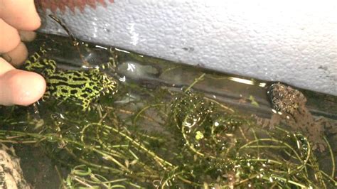 Fire Belly Toad And Alpine Newt Setup Youtube