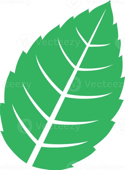 Tulsi Leaf Clipart Png