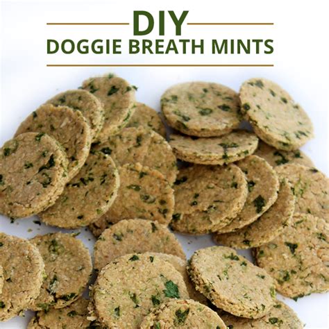 7 Homemade Mint Dog Treats For Fresh Doggy Breath The Dog People By