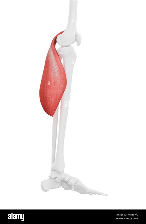 El Músculo Gastrocnemio Ilustración Fotografía De Stock Alamy