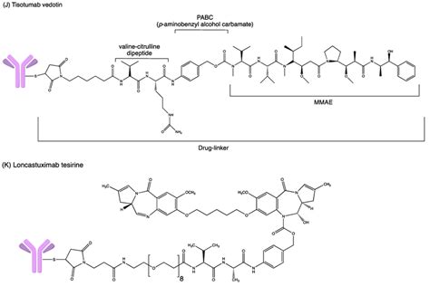 Structures Of A Ado Trastuzumab Emtansine B Belantamab Mafodotin Download Scientific