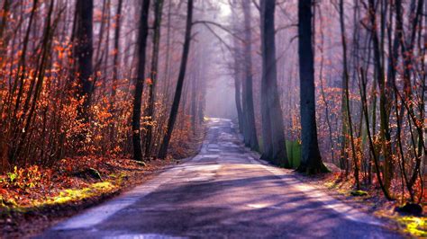 Forest Trees Nature Landscape Sunlight Beauty Road