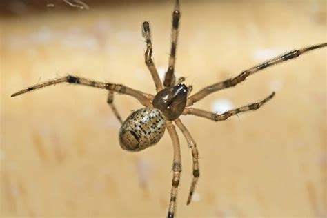 Common Spiders Living In Your House