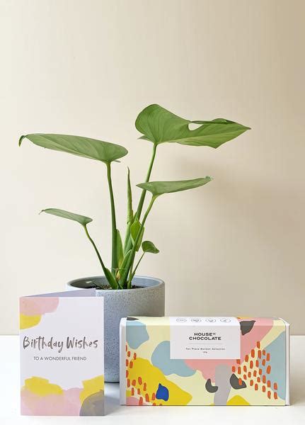 Check spelling or type a new query. Deluxe Peace Lily Indoor Pot Plant | Send Pot Plant Gift ...
