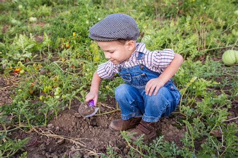 Little Boy Digging In Garden Stock Photo Image Of Crop Ground 70266536
