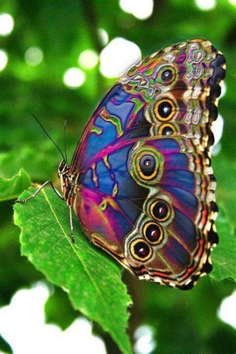 Lovable Images Butterflies Mobile Background Pictures Beautiful Butterflies Wallpapers
