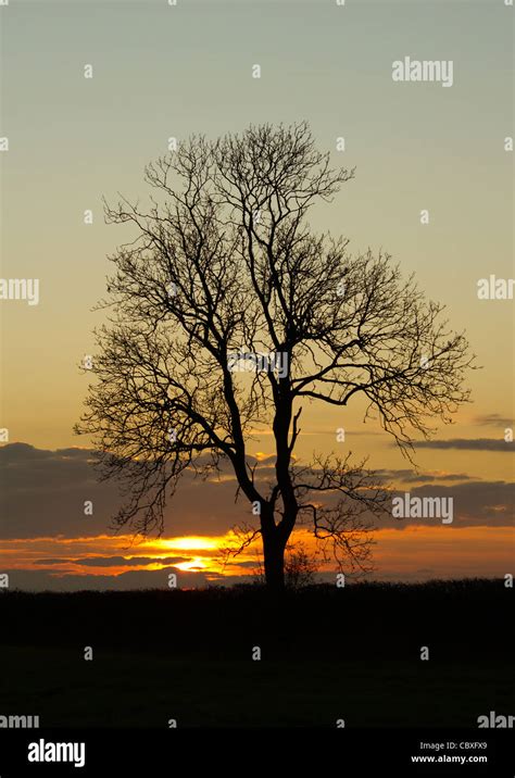 Tree Silhouette At Sunset Stock Photo Alamy