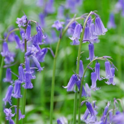 English Bluebells Hyacinthoides Non Scripta Garden Plants