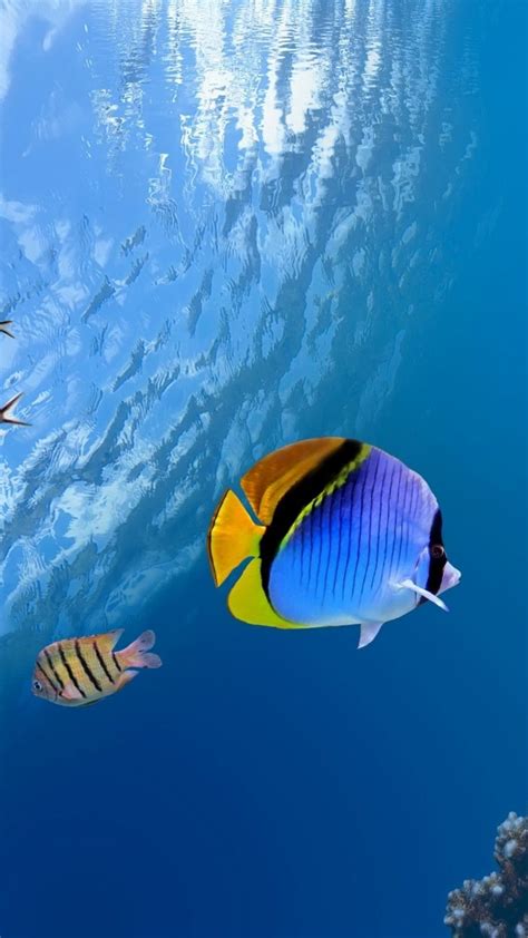Underwater Ocean Phone Wallpaper Fish Wallpaper Iphone Wallpaper