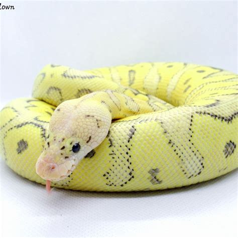 Super Pastel Fire Clown Ball Python Morphs Ball Python Cute Snake