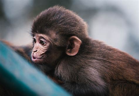 Macro Photography Of Brown Monkey Pet Monkey Animals Pet Day