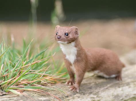 Brown And White Weasel A Small Weasel Typical Example Of British