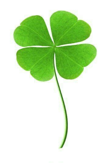 Green Clover Leaf Stock Photo Image Of Plant Hope Lucky 39454188 Artofit