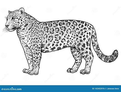 Ejemplo De Jaguar Dibujo Grabado Tinta Lnea Arte Vector