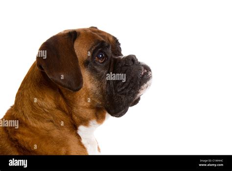 Red Fawn Boxer Dog Hi Res Stock Photography And Images Alamy