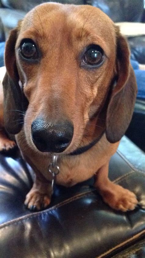 You will get a confidence score and thresholds to evaluate the similarity. 14 Signs You Are A Crazy Dachshund Person