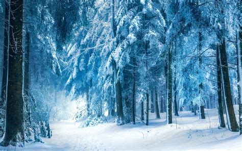 Free Download Winter Background Wallpapers Win10 Themes 1920x1200 For