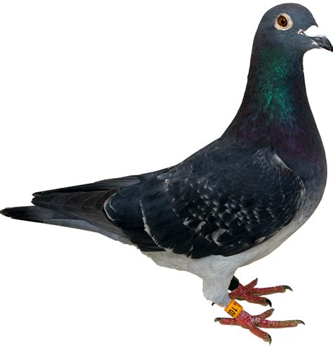Download Columbidae Pic Pigeon Hd Image Free Hq Png Image Freepngimg