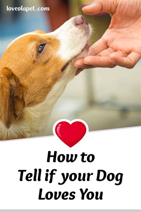 How To Tell If Your Dog Loves You 10 Signs Love Of A Pet Dog Love