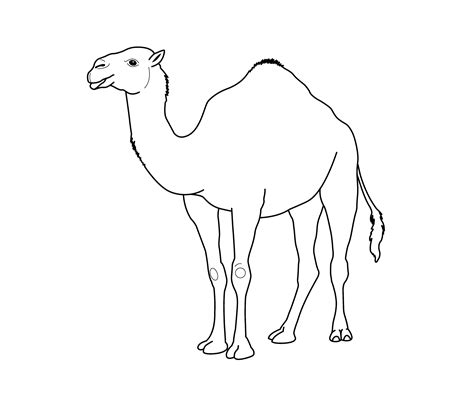 Cartoon Camel Coloring Pages