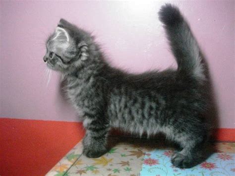 Fs Persian Kittens For Sale Adoption From Bataan