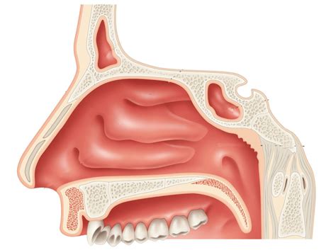 Anatomy Of Nasal Cavity Anatomy Drawing Diagram