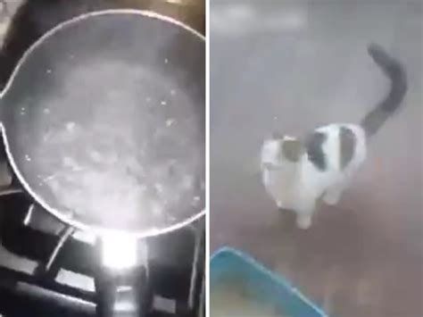 【閲覧注意】野良猫を沸騰したお湯で追い払いオジサン、マジキチすぎる ポッカキット