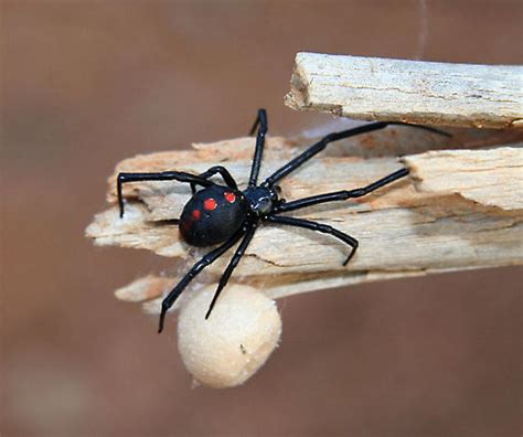 Black Widow With Egg Sack Latrodectus Mactans Bugguidenet