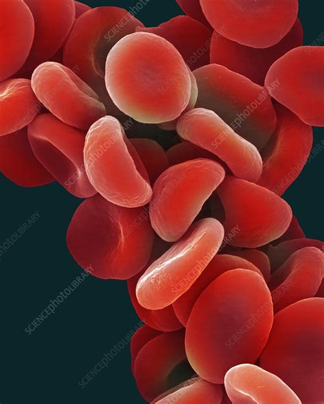 Human Red Blood Cells Sem Stock Image C0460625 Science Photo