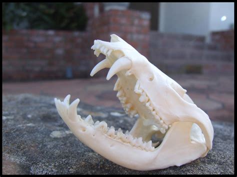 Opossum Skull 1 By Lupen202 On Deviantart