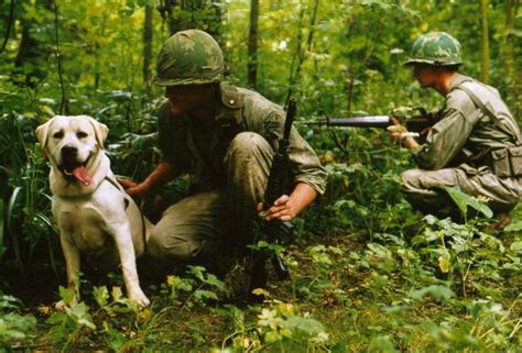 Combat Trackers K9 Vietnam War Military Dogs War Dogs