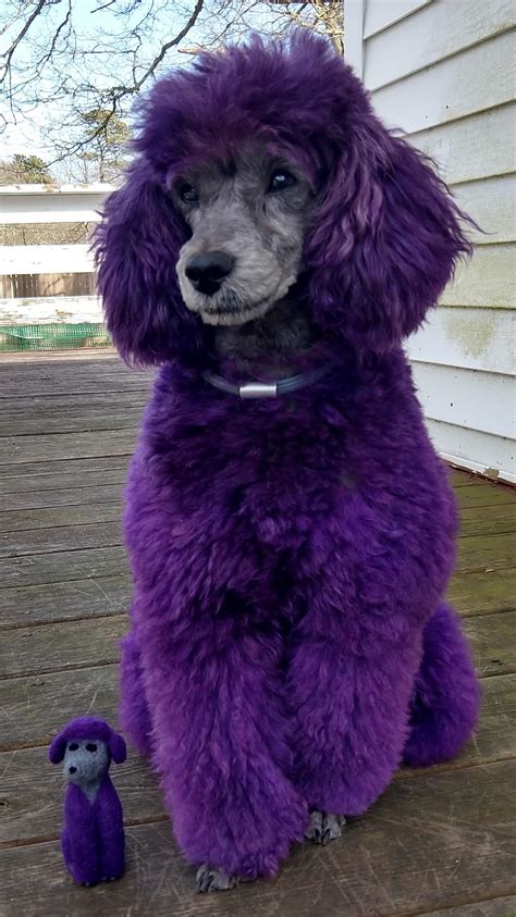 First Project A Purple Poodle And Her Mini Rneedlefelting