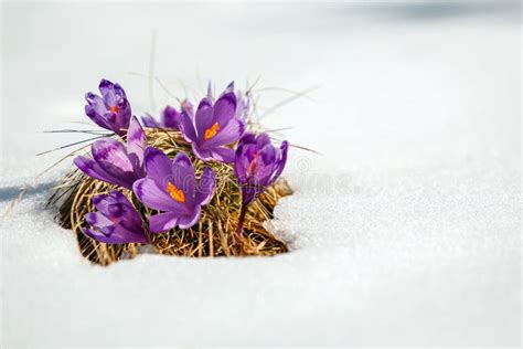 Impressive Spring Scene Purple Flowers Crocuses In The Snow Under