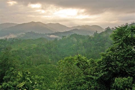 Sustainable Forestry In Honduras Rainforest Alliance