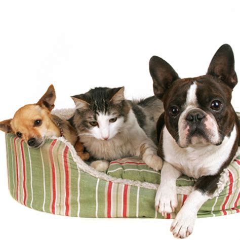Why visit a cats only hospital? College Park Animal Hospital - Veterinarian serving Sarnia ...