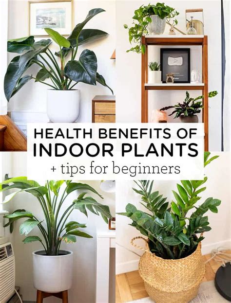 Health Benefits Of Indoor Plants Tips For Beginners Simply Quinoa