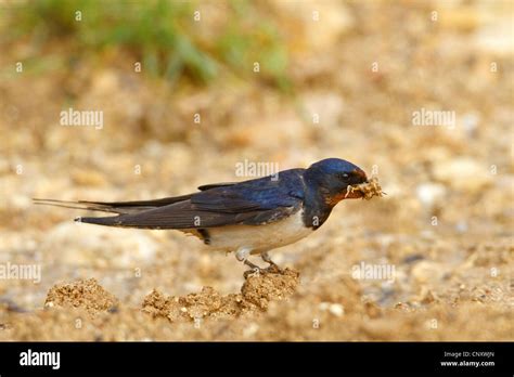 Barn Swallow Hirundo Rustica Sitting On Soil Ground Collecting