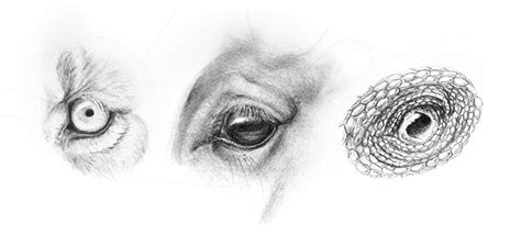 How To Draw Animal Eyes