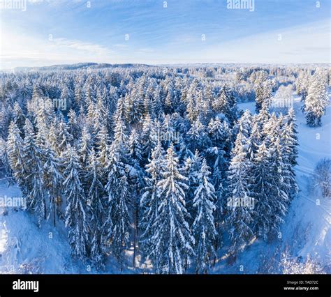 Aerial View Over Snowy Spruce Forest Near Geretsried Hi Res Stock