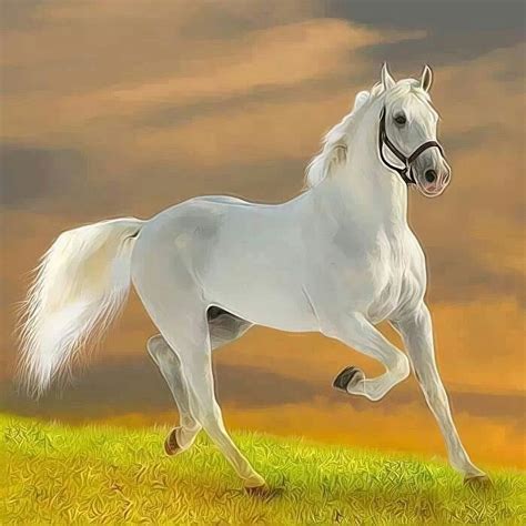 White Horse Beautiful Arabian Horses Most Beautiful Horses Majestic