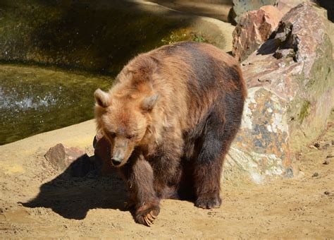 Brown Bear Free Stock Photo Public Domain Pictures