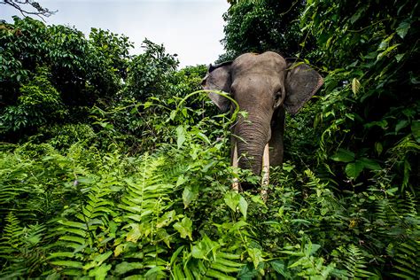 Wildlife Fact Sheet Sumatran Elephant Rainforest Action Network