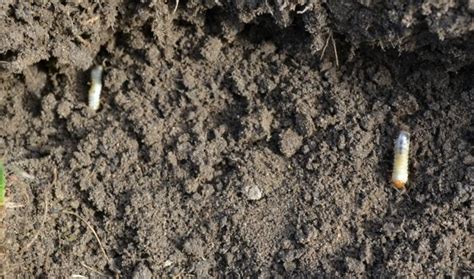 Japanese Beetle Grubs Still In The Larva Stage Mikes Backyard Nursery