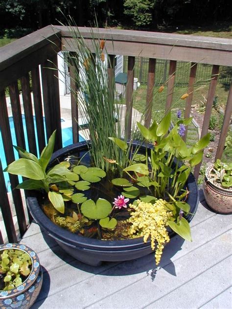 The 25 Best Container Water Gardens Ideas On Pinterest Do It