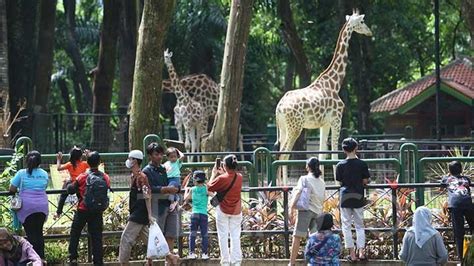 Kebun Binatang Terbaik Di Indonesia Radio Unimma
