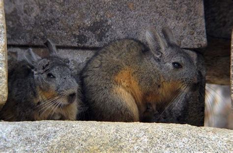 Birdernaturalist Viscachas To Spiny Rats A Caviomorph Showcase
