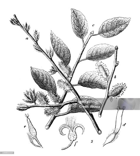 Antique Engraving Illustration Salix Caprea Goat Willow Pussy Willow High Res Vector Graphic