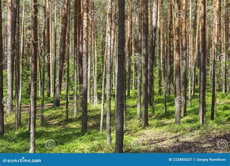 Coniferous Forests Of The Middle Latitude Straight Vertical Tree