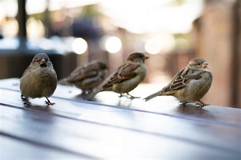 Premium Photo Urban Sparrows In A Cafe On The Table High Quality Photo