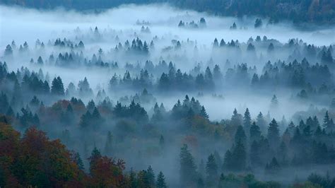 Bosque Con Niebla Bonito Forest Nature Hd Wallpaper Peakpx
